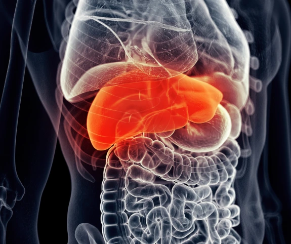 Liver in body